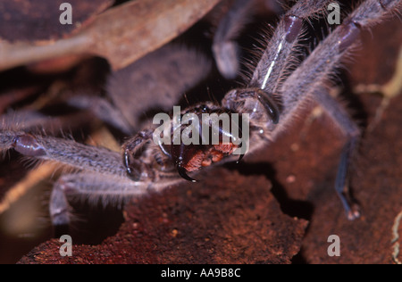 Australian Huntsmans Spider Delena cancerides Stock Photo - Alamy