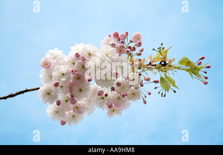 Pink and white cherry Prunus spp blossom on tree against blue sky Wales UK Stock Photo