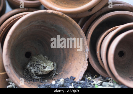 Common Toad bufo bufo situated in hunting position amongst terracotta flowerpots in greenhouse Norfolk Uk April Stock Photo