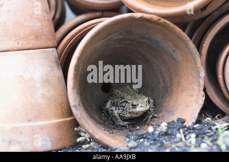 Common Toad bufo bufo situated in hunting position amongst terracotta flowerpots in greenhouse Norfolk Uk April Stock Photo