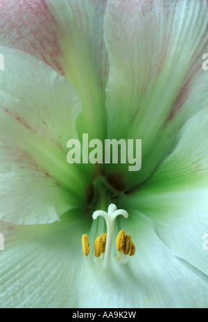 Amaryllis Appleblossom Stock Photo