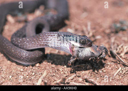 Herald Snake eating toad, Crotaphopeltis hotamboeia Stock Photo