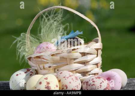 Easter eggs in a little basket, Daffodils behind. Stock Photo