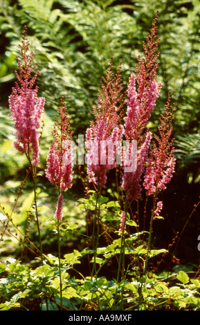 Chinese Astilbe aka False Spirea or False Goat's Beard, Astilbe chinensis, Saxifragaceae Stock Photo