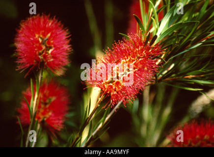 Crymson Bottlebrush, Callistemon citrinus var splendens Stock Photo