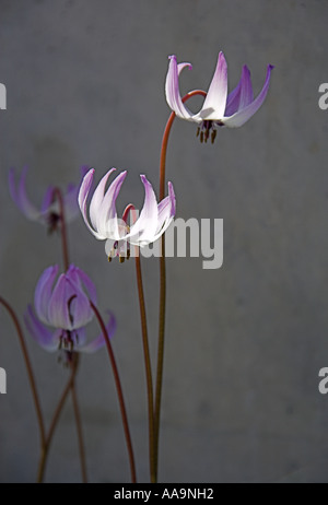 Hendersons Fawn Lily, Erythronium hendersonii, Liliaceae Stock Photo