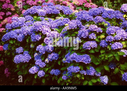 Blue and Pink Hydrangea, Lace Cap Hydrangea, Hydrangea macrophylla Stock Photo