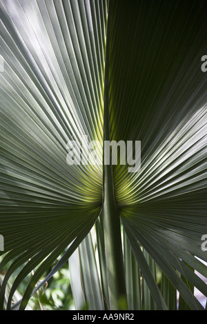 Chinese Fan Palm, Chinese Fountain Palm, Fountain Palm, Serdang Palm, Livistona chinensis, Arecaceae, Palmae. Leaf Detail. Stock Photo