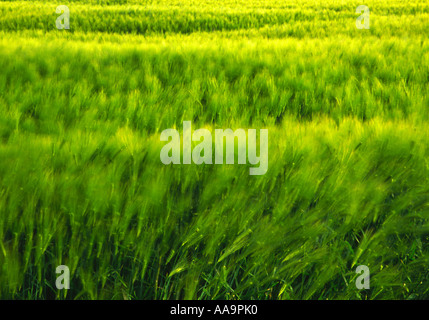 Field of Summer Crops in Fife Stock Photo