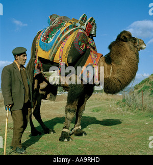 Farmer with his camel during a camel wrestling contest in the Turkish town of Selcuk Stock Photo
