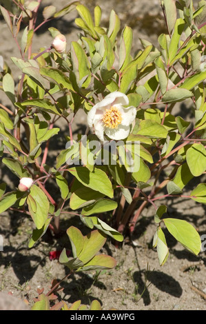 White flowers of Caucasian Peony Molly the Witch - Paeonia Mlokosewitschii  or daurica,  Caucasian Range, Asia Stock Photo