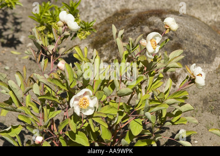 White flowers of Caucasian Peony Molly the Witch - Paeonia Mlokosewitschii  or daurica,  Caucasian Range, Asia Stock Photo