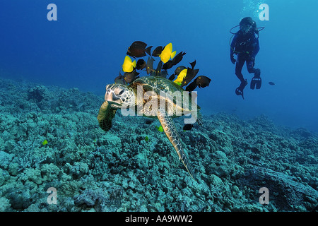 Diver observes as green sea turtle Chelonia mydas is cleaned by yellow tangs and lined bristletooth Kailua Kona Hawaii Pacific Stock Photo