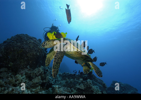 Diver observes as green sea turtle Chelonia mydas is cleaned by yellow tangs and lined bristletooth Kailua Kona Hawaii Pacific Stock Photo