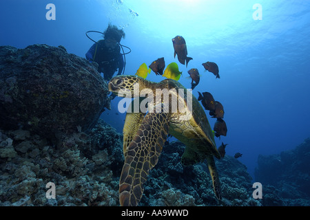 Diver observes as green sea turtle Chelonia mydas is cleaned by yellow tangs and lined bristletooth Kailua Kona Hawaii Pacific Stock Photo