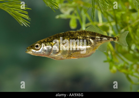Three-spined stickleback, Gasterosteus aculeatus in water with weed and nice out of focus background Ashwell Hertfordshire Stock Photo