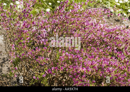 Purple spring flowers of Purple Broom - fabaceae - Cytisus purpureus or Chamaecytisus purpureus Stock Photo