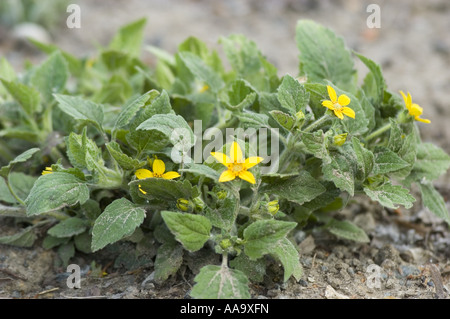 Yeloow spring flowers of Golden knees, Goldenstar, or Green-and-gold - Asteraceae - Chrysogonum Virginianum, North America Stock Photo