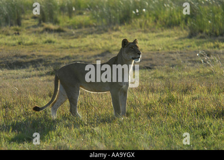 Lioness stalking Okavango Delta Botswana Southern Africa