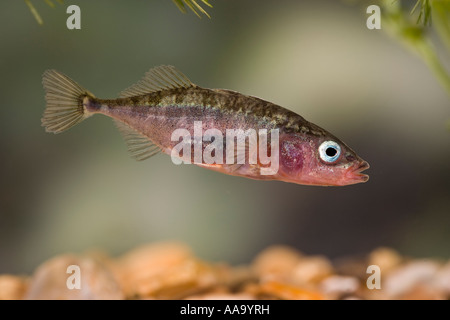 Three-spined stickleback, Gasterosteus aculeatus in water with weed and nice out of focus background Ashwell Hertfordshire Stock Photo