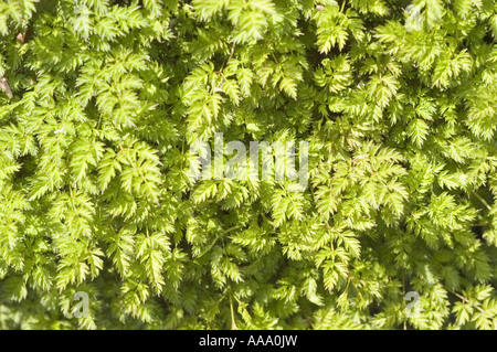 dwarf goat's beard - Rosaceae - Aruncus aethusifolius Nakai, Himalayas Stock Photo