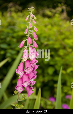 Pink Common Foxglove Digitalis purpurea in Bloom Stock Photo