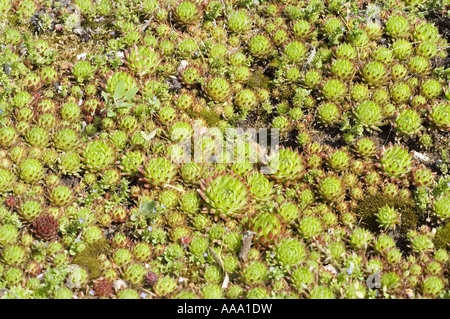 beard of Jove plant - Crassulaceae - Jovibarba arenaria Stock Photo