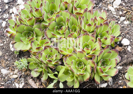 beard of Jove plant - Crassulaceae - Jovibarba heuffelii Stock Photo