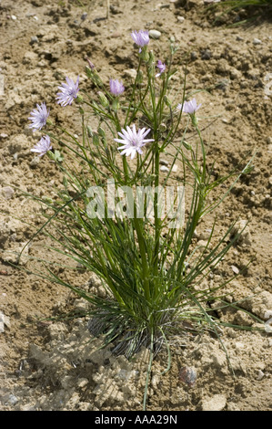 Many pale blue spring flowers of purple viper's grass - Asteraceae - Scorzonera purpurea Stock Photo