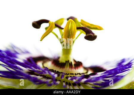 Macro Portrait of a Passion Flower Passiflora on a White Background England Stock Photo