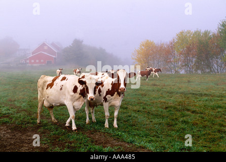 Livestock - Ayrshire dairy cows head out to pasture on a foggy morning after milking, red dairy barn in the background / Vermont Stock Photo