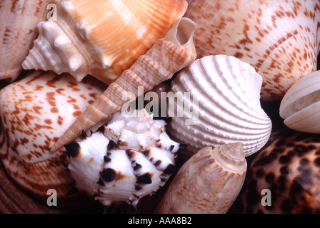 Close up of seashells Stock Photo