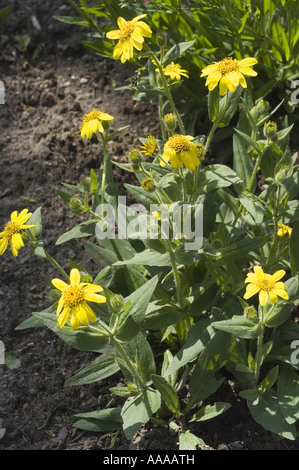 Yellow spring flowers of Chamisso Arnica - Asteraceae - Arnica chamissonis, North America Stock Photo
