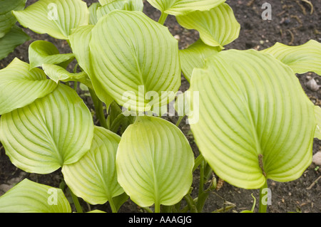 Vibrant green leaves of Fragrant plantain lily, August lily, Maruba, Yusan, Hosta plantaginea, Japan. Stock Photo