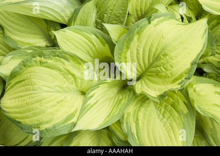 Green leaves of plantain lily,  Liliaceae - Hosta fortunei ALBOPICTA AUREA Stock Photo