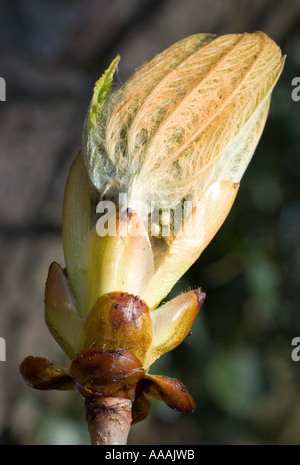 Bud of horse chesnut tree in springtime Stock Photo