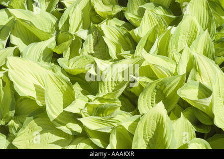 Green leaves of plantain lily,  Liliaceae - Hosta fortunei ALBOPICTA AUREA Stock Photo