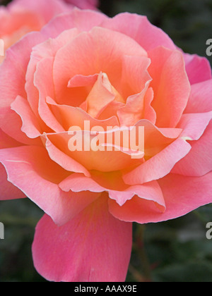 Gardening Rosa Alpine Sunset Rose Stock Photo