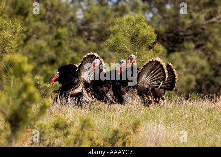 BK-1D FOUR STRUTTING TOM TURKEYS Stock Photo