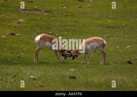 MA-57D SPARING YOUNG PRONGHORN ANTELOPE Stock Photo