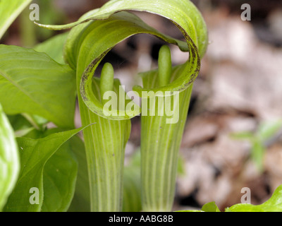 Jack in the pulpit or Indian Turnip Arisaema triphyllum is a disctinctive alien looking flower found in moist woodlands Stock Photo