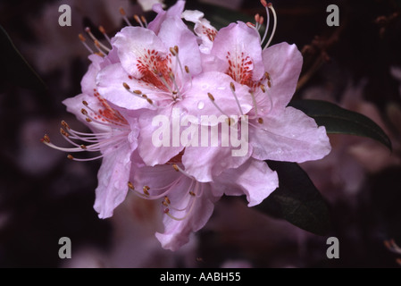 Rhododendron davidsonianum Stock Photo