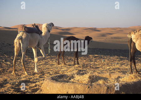 Camels in Moroccan desert Stock Photo