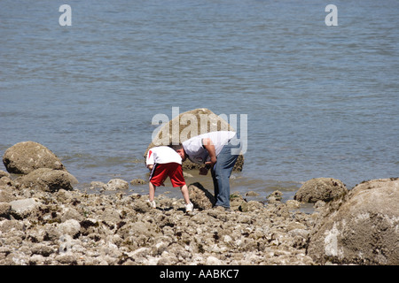 Father and son search for something along the shore in Stanley Park Vancouver British Columbia Stock Photo