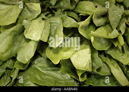 Spinach Leaves Stock Photo