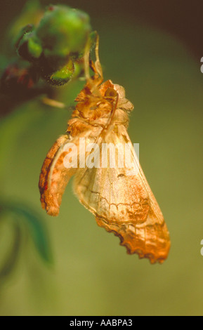 Lackey Moth, Malacosoma neustria,  Lasiocampidae, Lepidoptera. Stock Photo