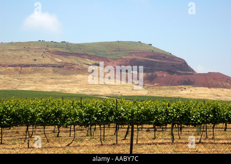 Vineyards at the Golan heights near the border with Syria, Israel Stock Photo