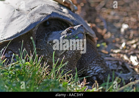 A large female snapping turtle building a nest. Stock Photo