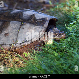 A large female snapping turtle building a nest. Stock Photo