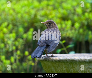 Back view of young blackbird in mottled brown feathers on edge of birdbath looking sideways in Braunton Devon England Stock Photo